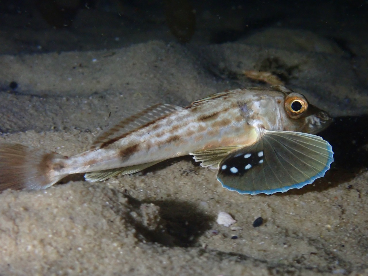 A flying gunard poses for the camera with its wings out; spotted by a scuba diver in Cape Town while night diving