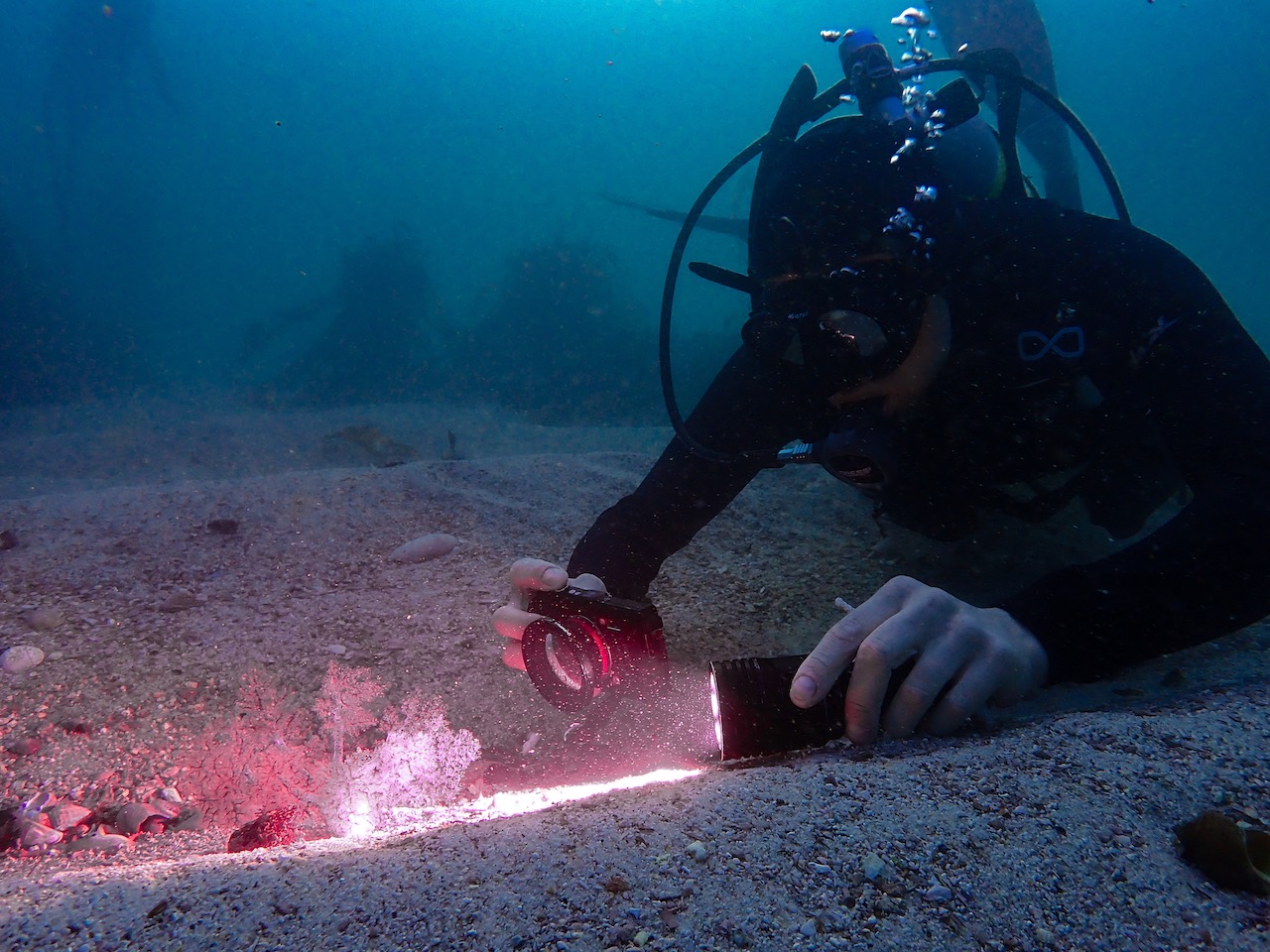 A scuba diver photographs a fish while night diving in cape town