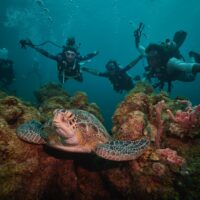 a group of padi pros spots a turtle underwater while working and traveling abroad in Curacao
