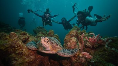 a group of padi pros spots a turtle underwater while working and traveling abroad in Curacao