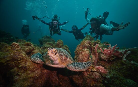 a group of padi pros spots a turtle underwater while working and traveling abroad in Curacao