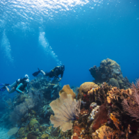 Two scuba divers featured in scuba diving magazine float underwater in Utila near a coral reef