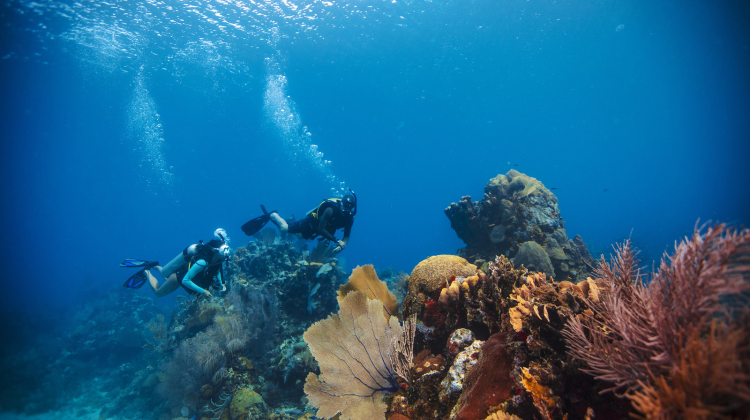Two scuba divers featured in scuba diving magazine float underwater in Utila near a coral reef