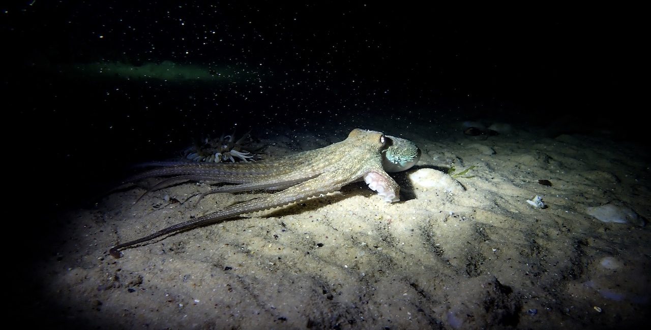 Night Diving in Cape Town, South Africa