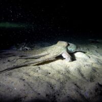 An octopus swims through a diver's torch during a night dive