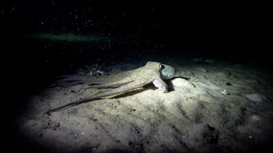 An octopus swims through a diver's torch during a night dive