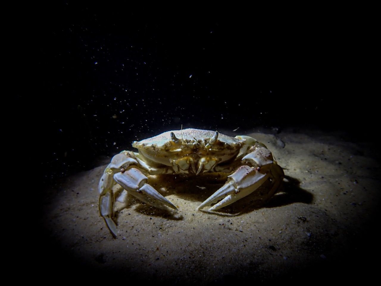 a crab poses for a photo during a night dive in Cape Town