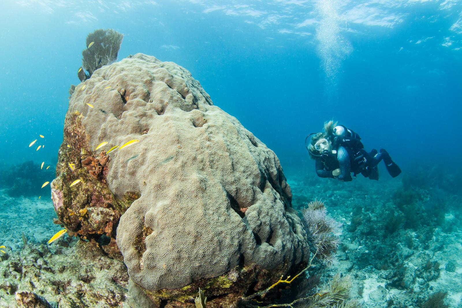 A diver hovers next to massive boulder coral in the Florida keys