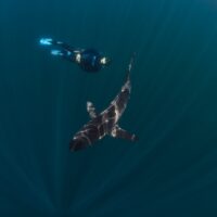 a padi freediver swims with a shark in the ocean