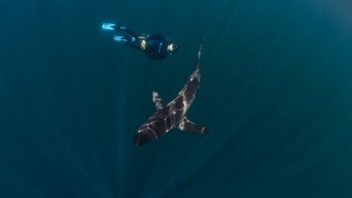 a padi freediver swims with a shark in the ocean