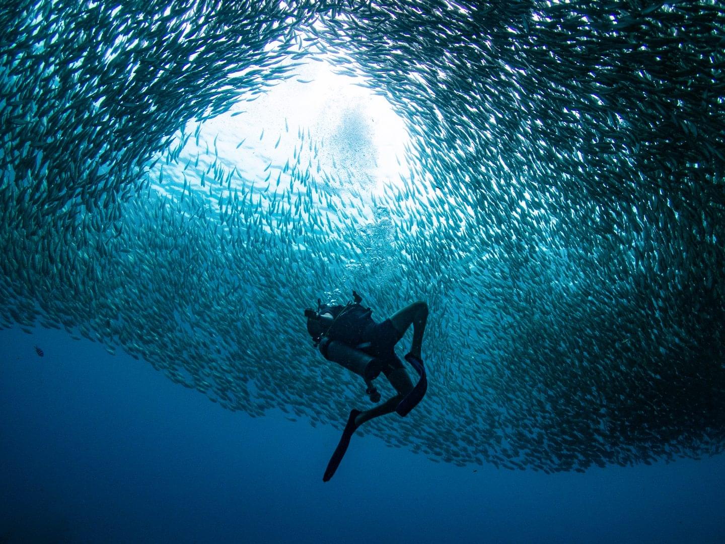 A diver swims through the middle of a school of fish near Assava Dive Resort