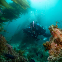 where diving has taken me - two divers float through a kelp forest