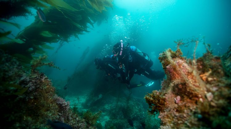 where diving has taken me - two divers float through a kelp forest