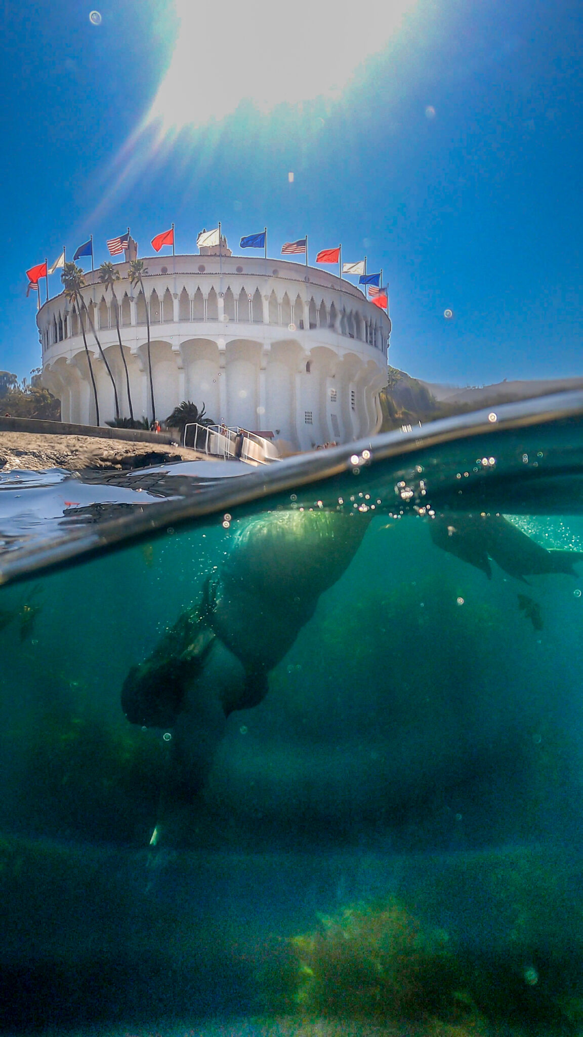 a mermaid duck dives into a kelp forest in front of casino point catalina island california