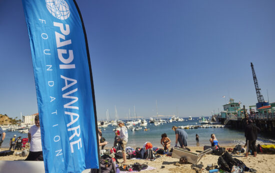 Avalon Harbor Underwater Cleanup Before the Event
