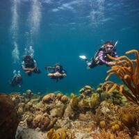 four divers who are all padi pros swim along a coral reef in Curacao