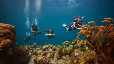 four divers who are all padi pros swim along a coral reef in Curacao