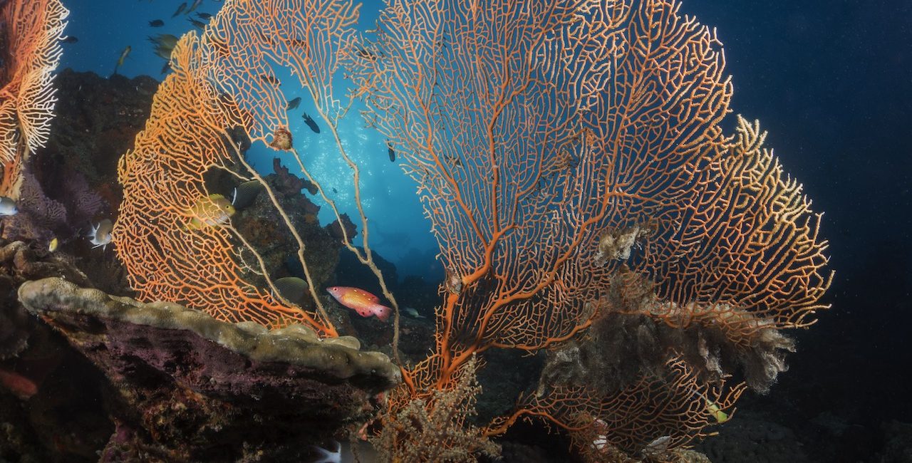 Why Your Next Solo Trip Should be a Dive Trip