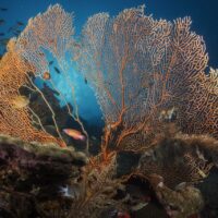 The Gorgonians at the Andaman Sea as seen on a solo trip.