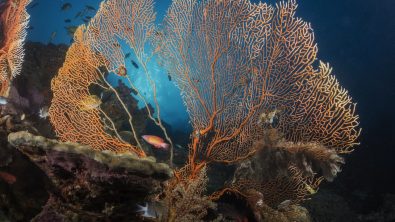 The Gorgonians at the Andaman Sea as seen on a solo trip.
