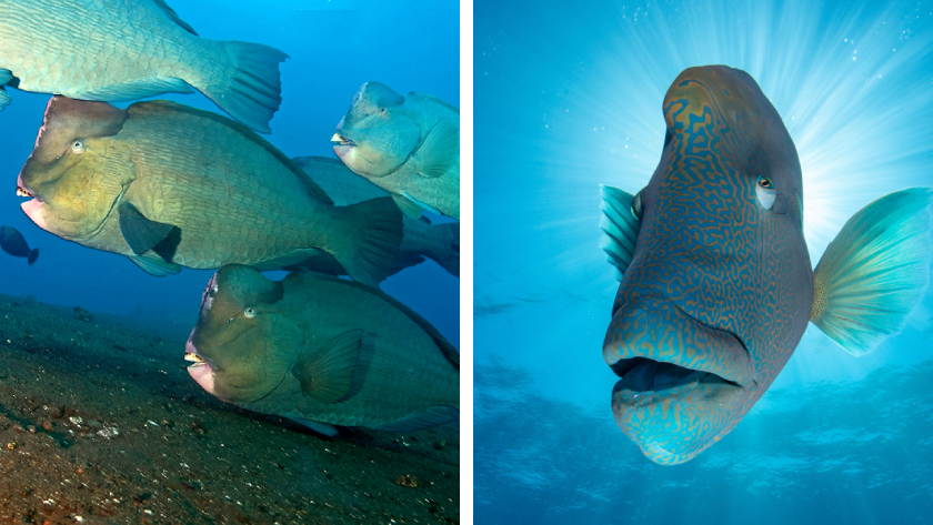 A side-by-side photo comparison of bumphead parrotfish and a Napoleonfish, which have big heads and are fish that look alike