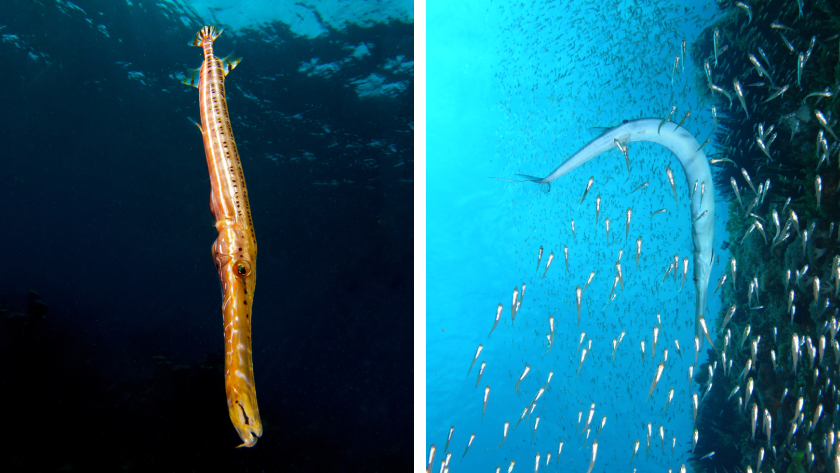 A side-by-side photo comparison of a trumpetfish and a cornetfish, two elongated and curious marine animals that look alike