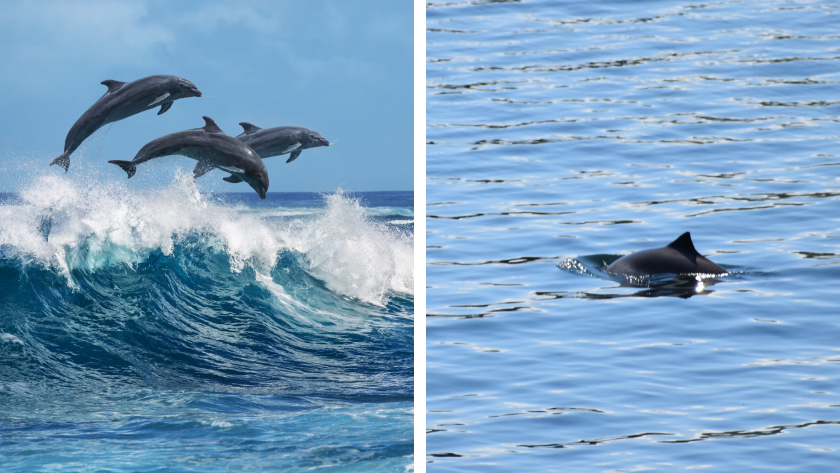 A side-by-side photo comparison of dolphins playing in the surf and the dorsal fin of a porpoise, two animals that look alike