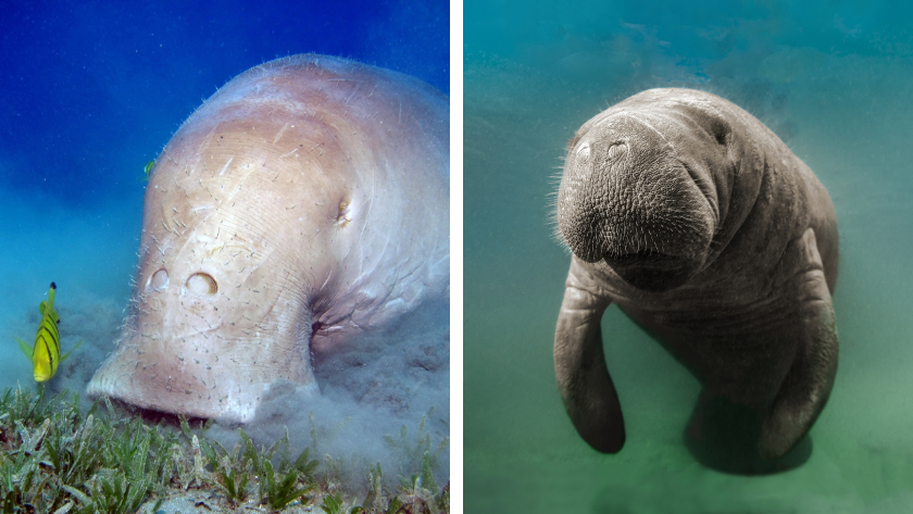 A side-by-side photo comparison of a dugong and a manatee, two animals that look alike but have different tails and mouths