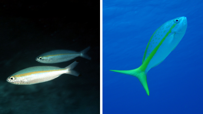 A side-by-side photo comparison of goldband fusiliers and a yellowtail snapper, two common reef fish that look alike