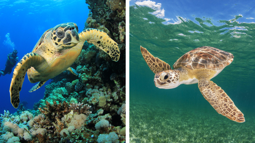 A side-by-side photo comparison of hawksbill and green turtles, two beautiful sea creatures that are often confused by divers