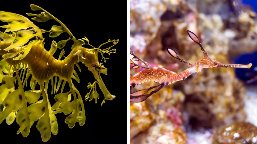 A side-by-side photo comparison of a leafy seadragon and weedy seadragon, two South Australian sea creatures that look alike