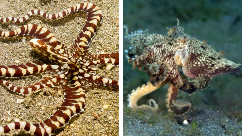 Two photos of a mimic octopus, a striking and well-camouflaged cephalopod that impersonates 15 other species of marine life