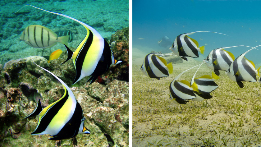 A side-by-side photo comparison of silver, yellow and black bannerfish and Moorish idols, two species of fish that look alike