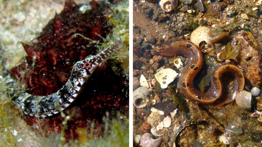 A side-by-side photo comparison of a greater pipefish and a butterfish (rock gunnel), two elongated fish that look alike