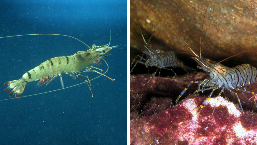 A side-by-side photo comparison of a tiger shrimp and common prawn, two different sea creatures that are often misidentified