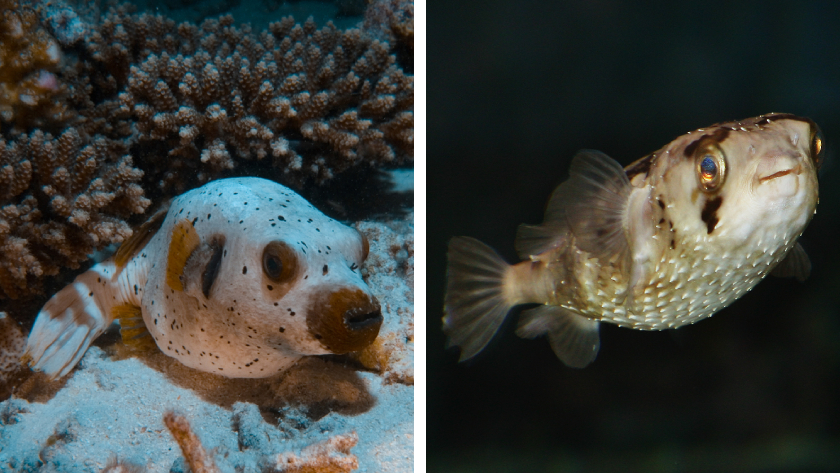 A side-by-side photo comparison of a pufferfish and a porcupinefish, two animals that look alike and are toxic to predators