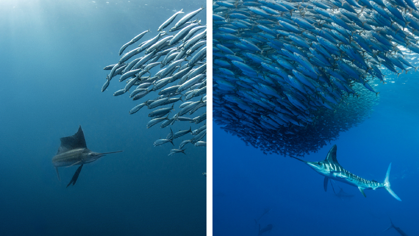 A side-by-side photo comparison of a sailfish and a marlin, two billfishes which are underwater animals that look alike