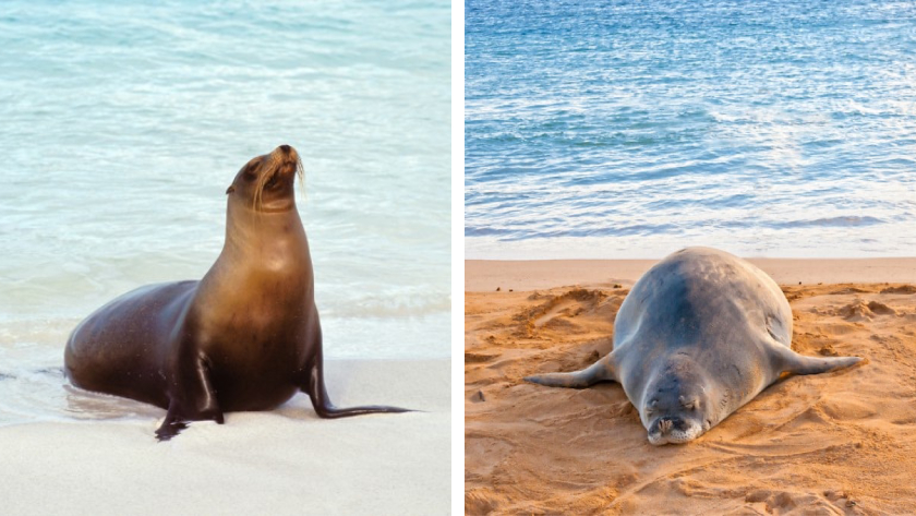 A side-by-side photo comparison of a sea lion and a seal, playful animals that look alike but can be identified in movement