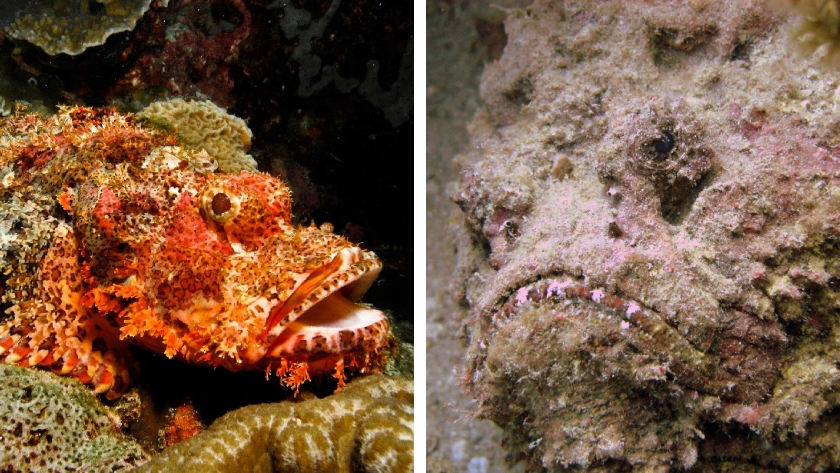 A side-by-side photo comparison of a scorpionfish and a stonefish, two venomous and weird sea creatures that look alike