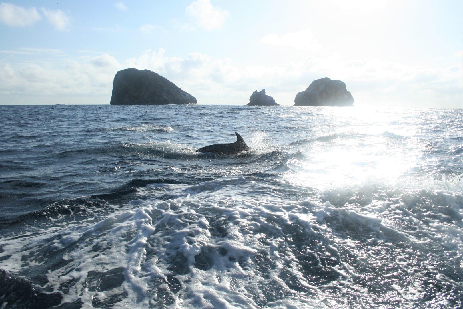 a dolphin shows its dorsal fin in front of a boat in the galapagos islands ecuador