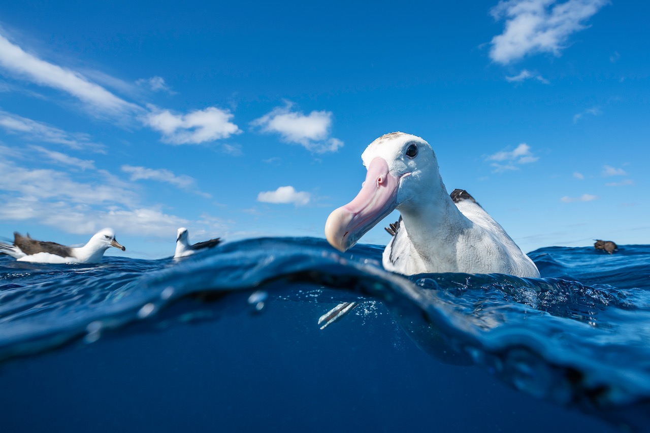 a sea bird looks on as a diver photographs it half in and half out of the water