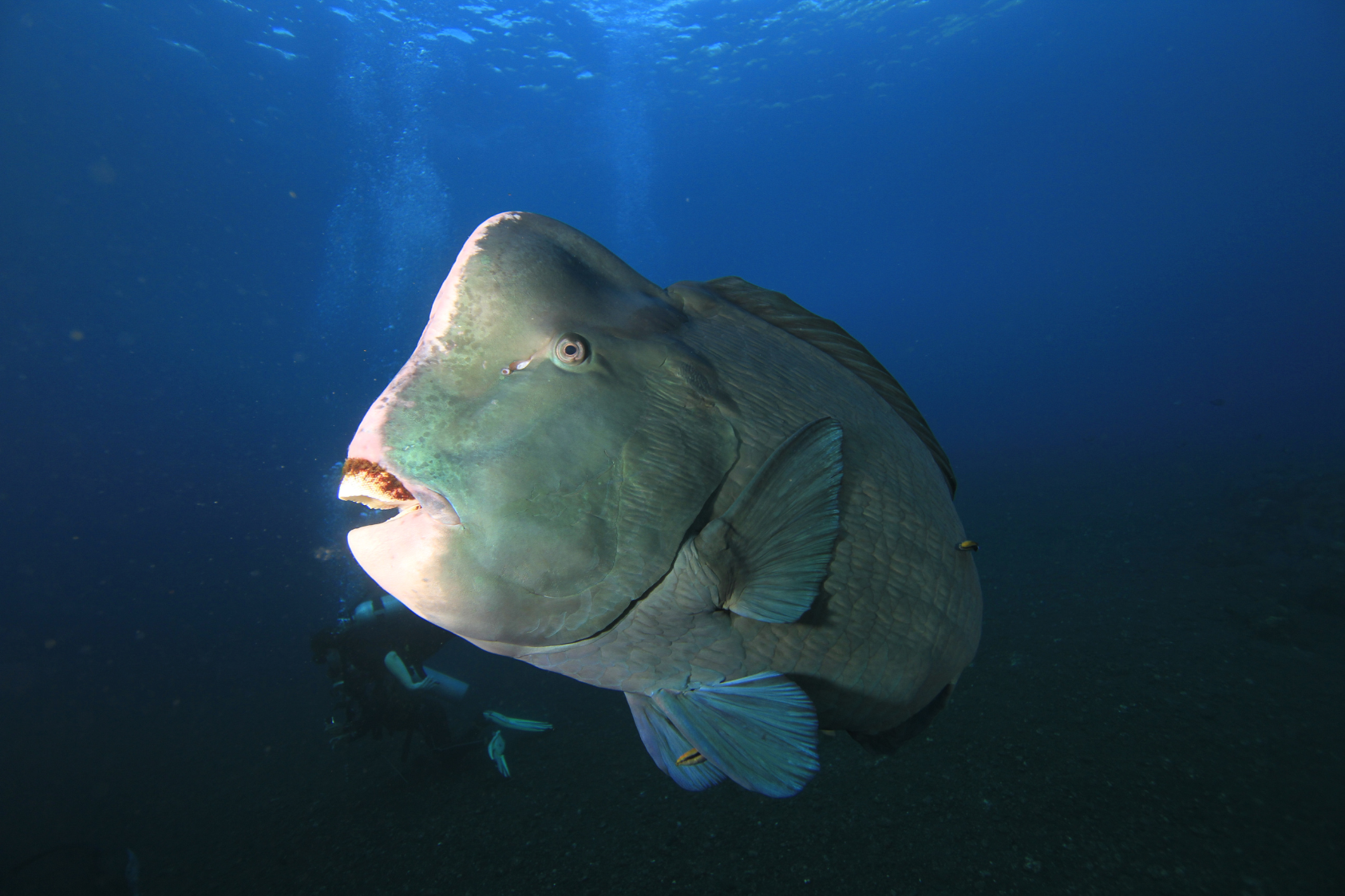 The Majestic Giant of the Coral Reefs: The Bumphead Parrotfish