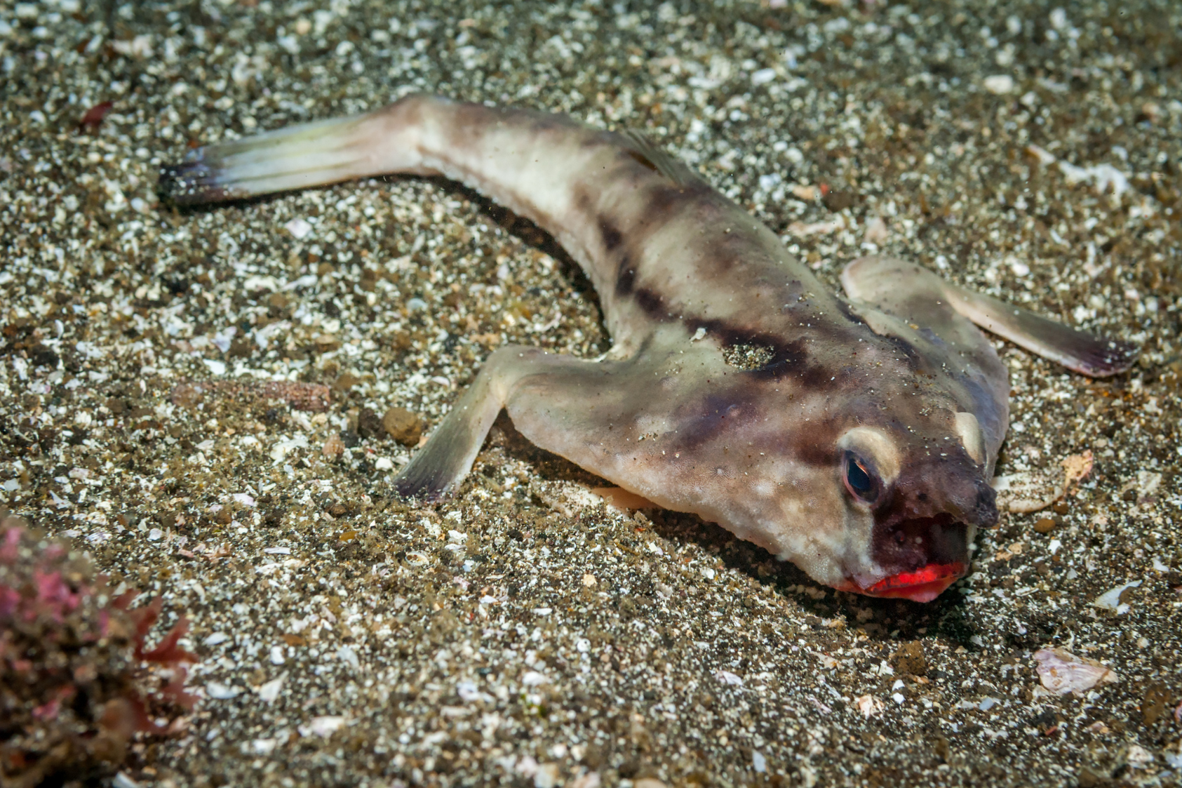 The Striking Beauty of the Underwater Oddity: The Red-Lipped Batfish resting on the seafloor