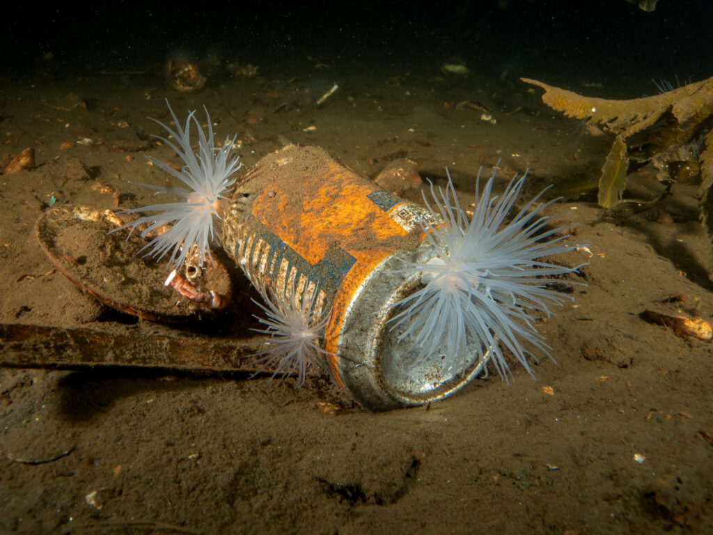 Learning to Dive in Cold Water and Its Unexpected Rewards