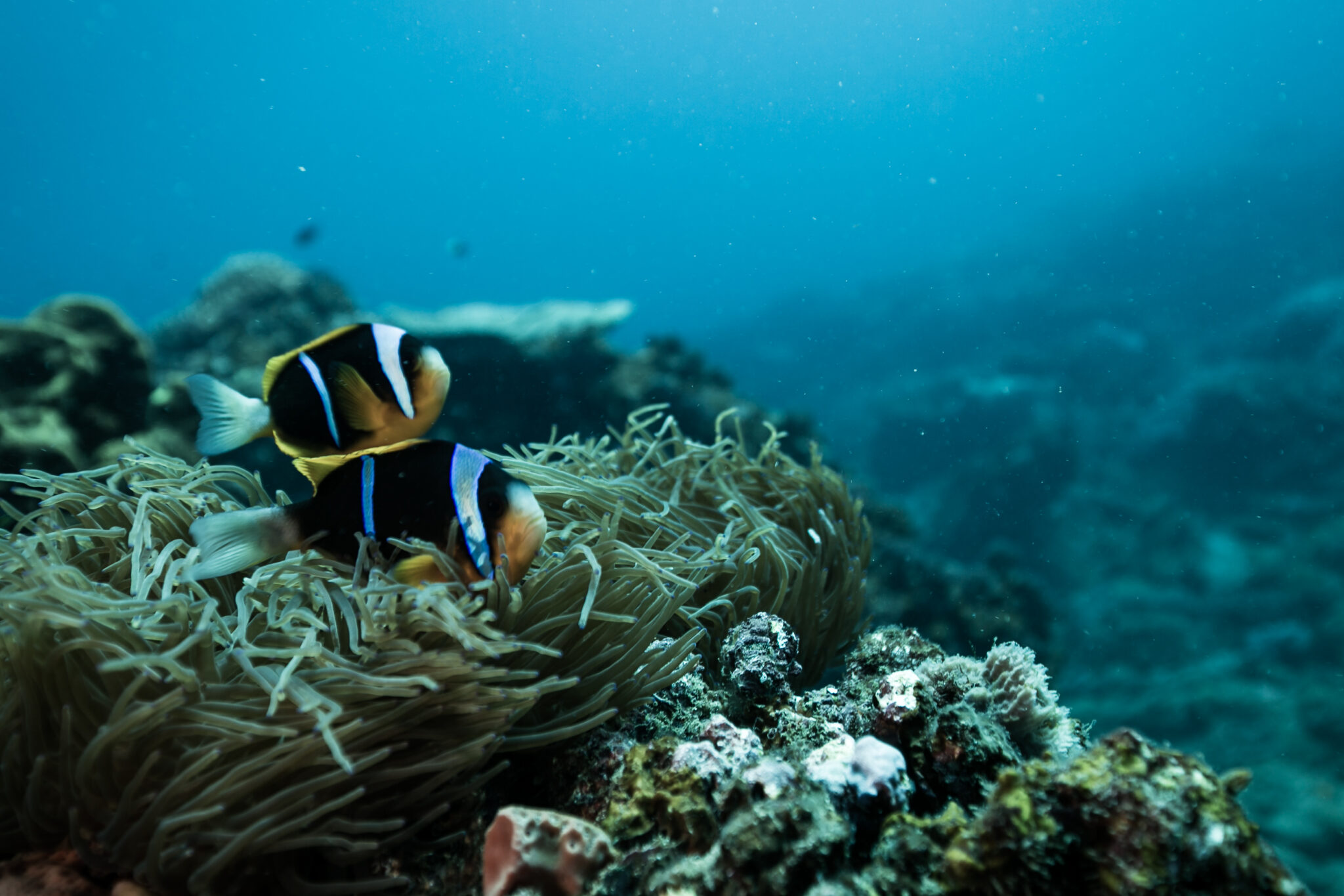 Two anemonefish hang out near an anemone in South Africa