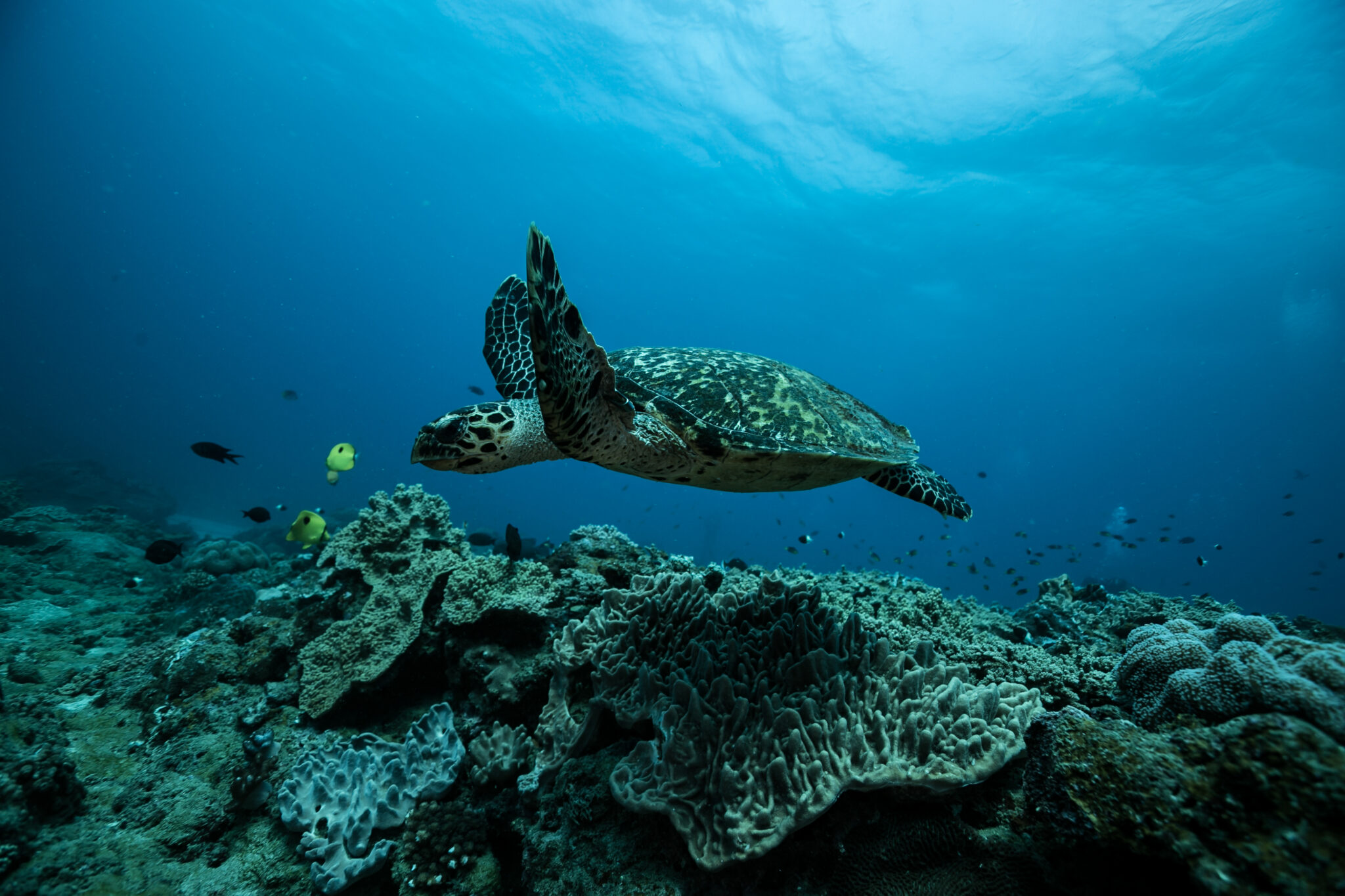 A sea turtle swims over a reef in Sodwana South Africa
