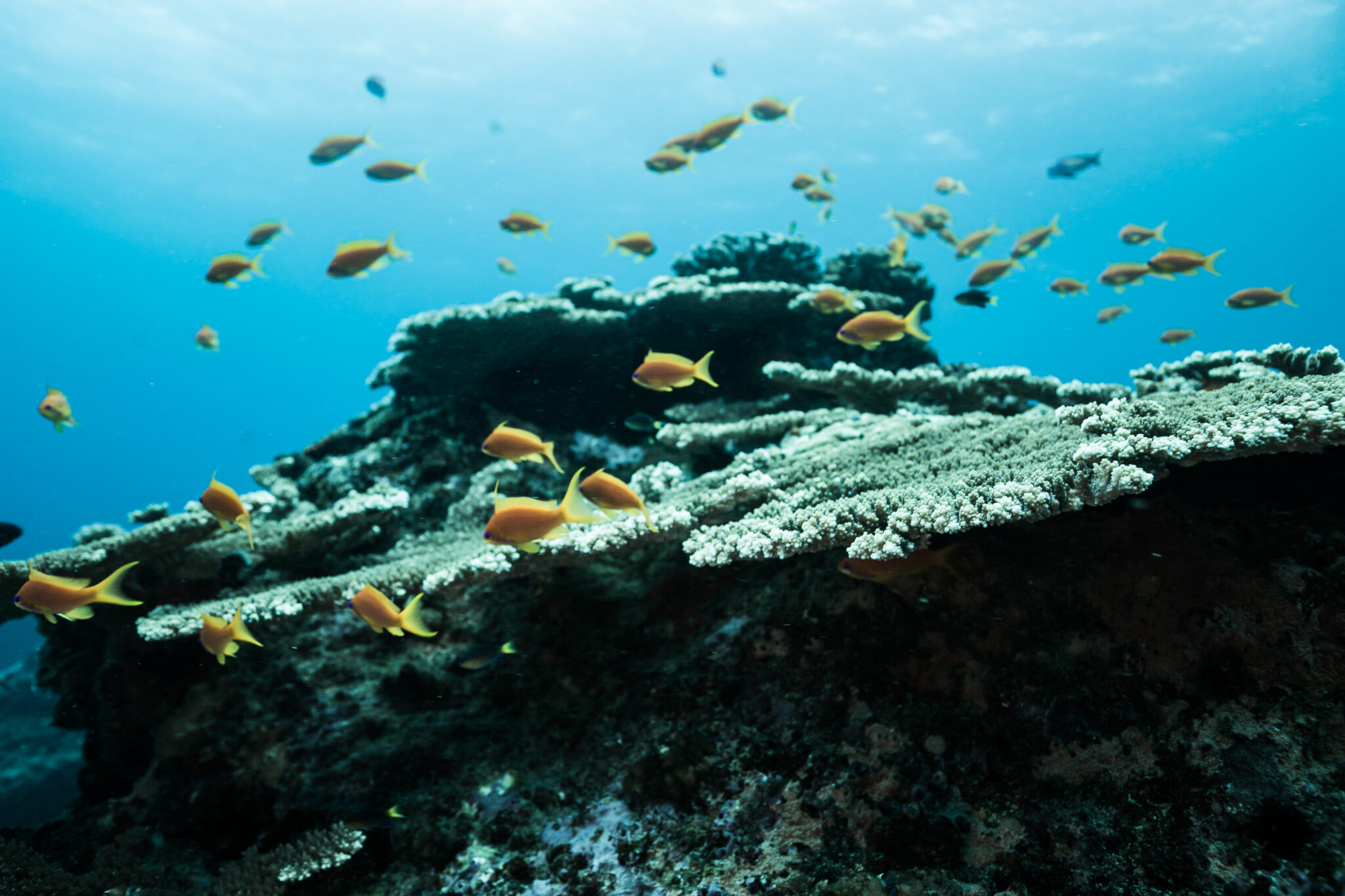 A group of small, colorful fish hang out near a coral reef bommie in Sodwana, South Africa