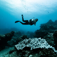 A scuba diver floats through clear waters over a coral reef in Sodwana, South Africa