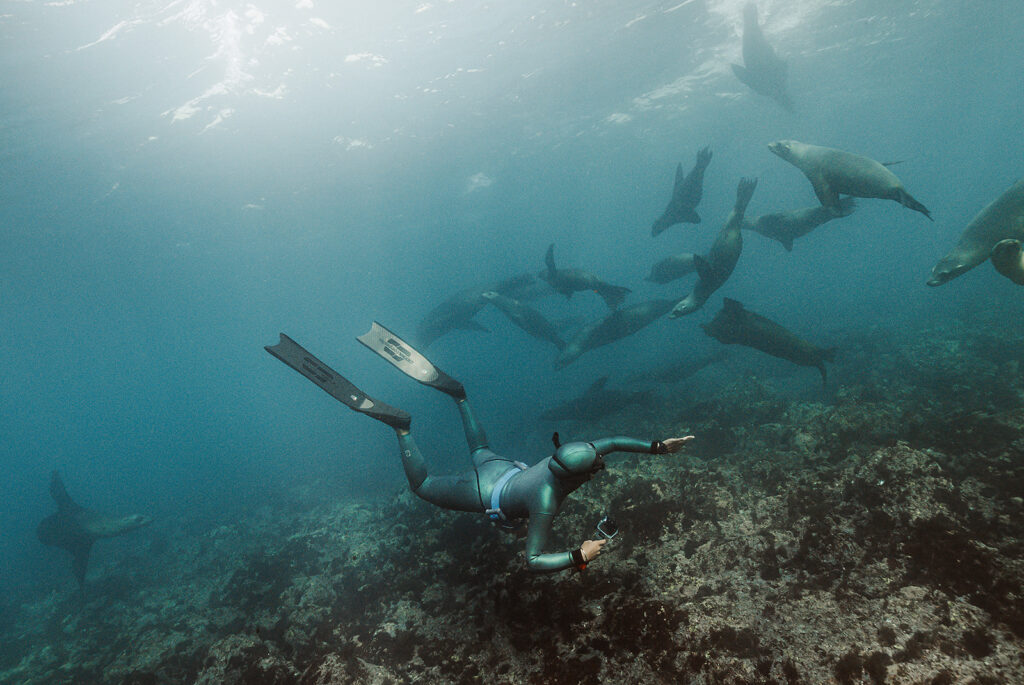 A freediver floats with sea lions in Baja. She wears a emerald green wetsuit