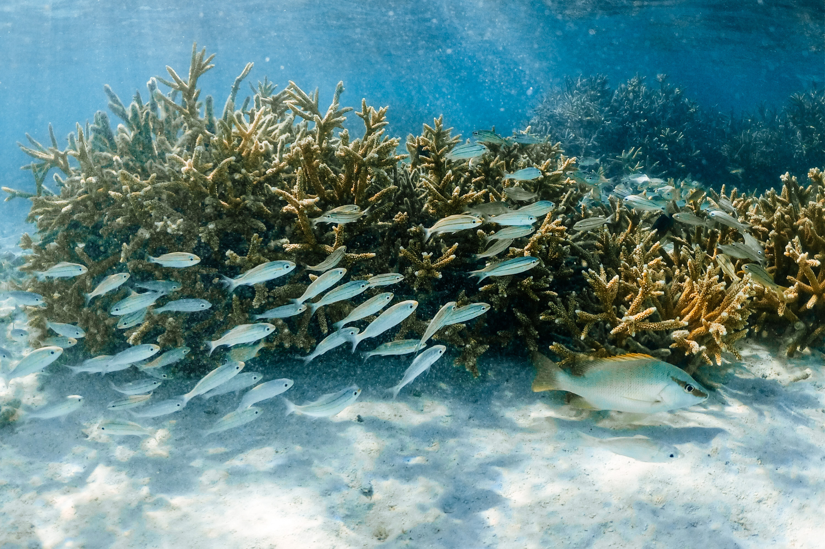 Different species of fish swimming along the reef